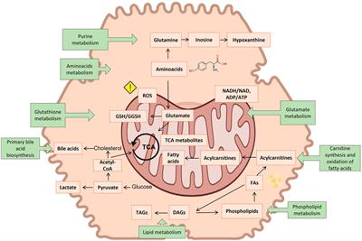 The assessment of the potential hepatotoxicity of new drugs by in vitro metabolomics